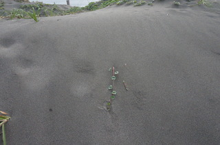 DSC00952