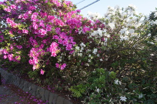 DSC00684