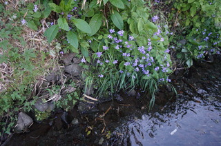 DSC00681