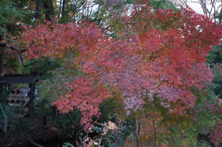 DSC00987