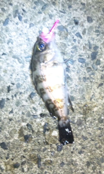 SH3E05590001