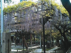 現代の野田藤