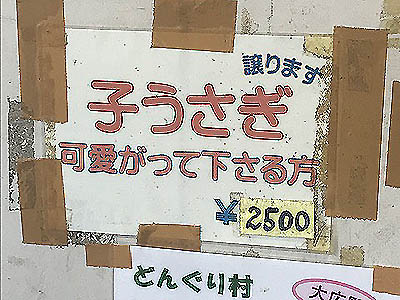 IMG_1338-yy-yy