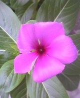 20050825_0819_0001.jpg