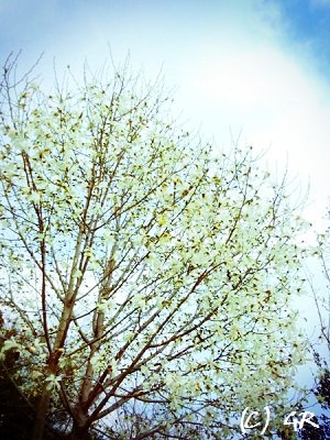 木蓮