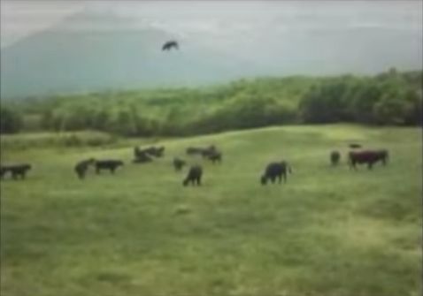 牛がUFOにさらわれる瞬間が撮影される3