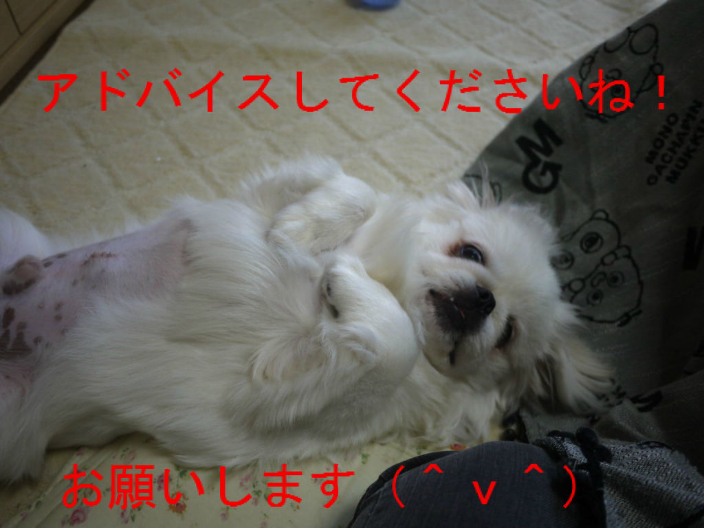 ペット保険 の掲示板投稿写真&画像