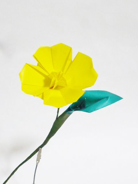 宵待ち草