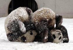 panda