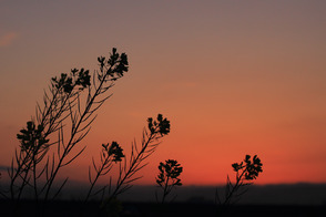 IMG_8787_2