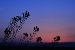 IMG_8787_1