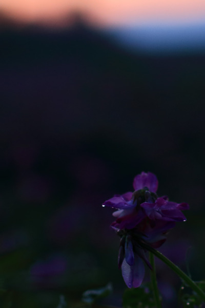 IMG_8771