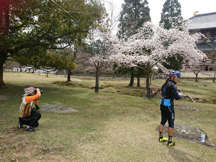 20170405 奈良さくらポタ_170406_0026