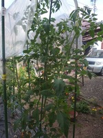 tomato