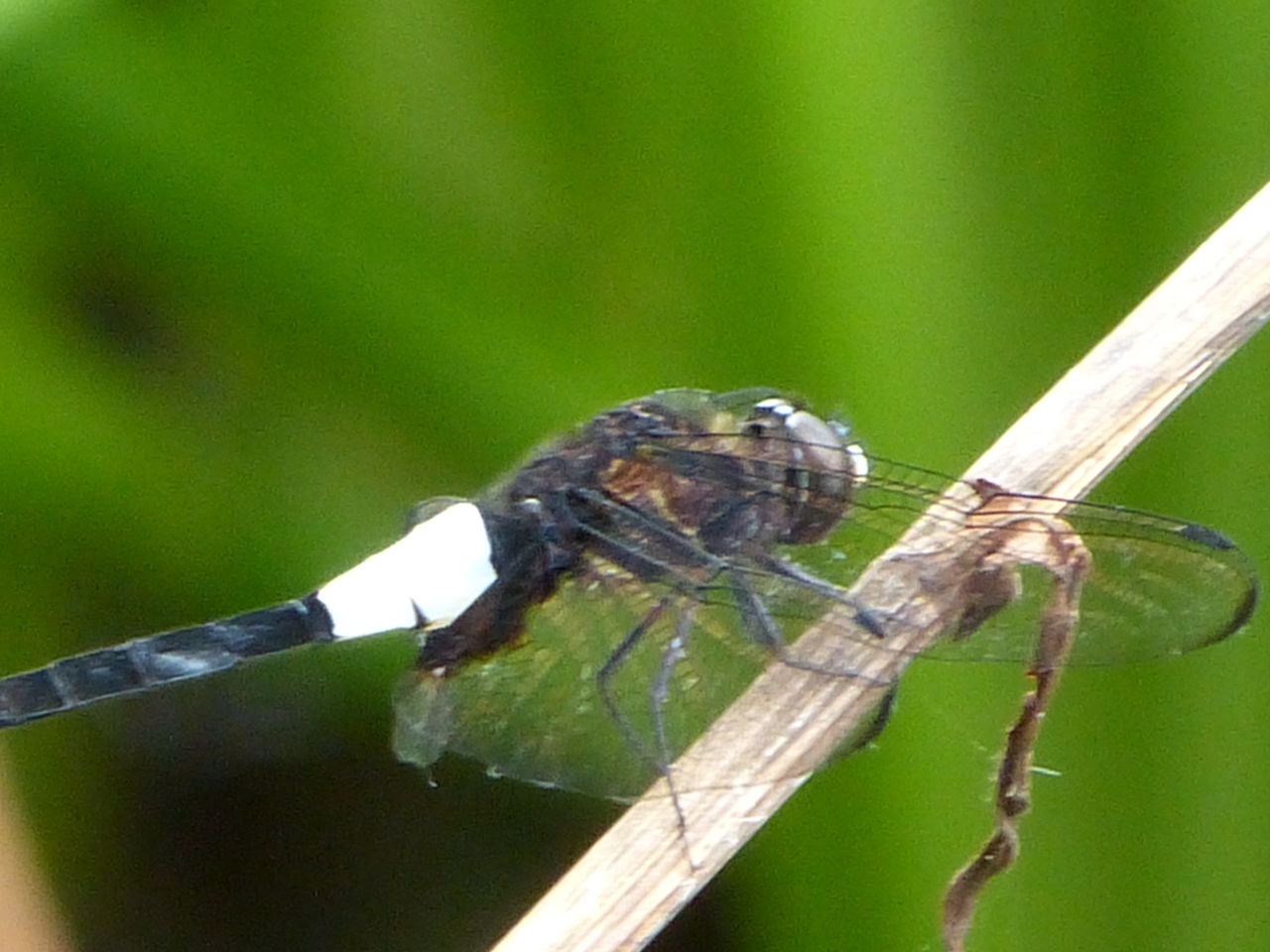P1040834