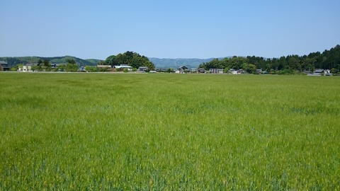 yamada1