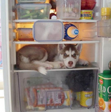 dog-in-refr