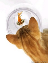 cat&fish