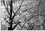 sakura_0804_05
