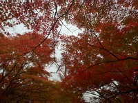 IMG_0420_20111128