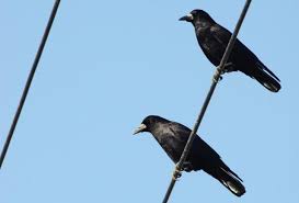 crow