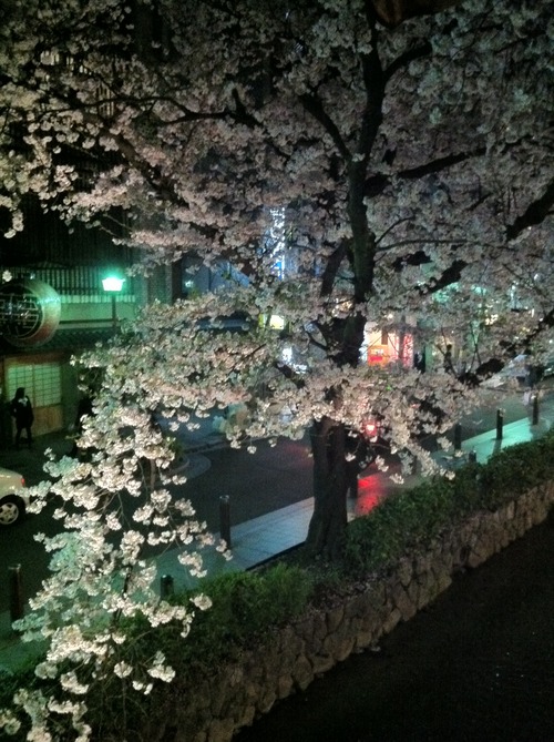 sakura kyoto