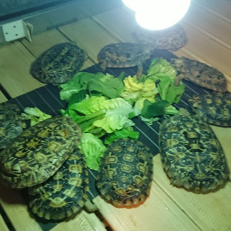 やっとパンケーキリクガメとお馴染みヘルマンリクガメMサイズ