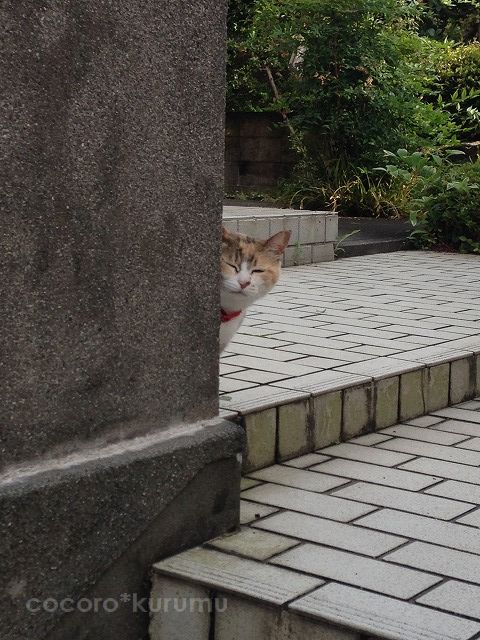お待ちかねのみゅう