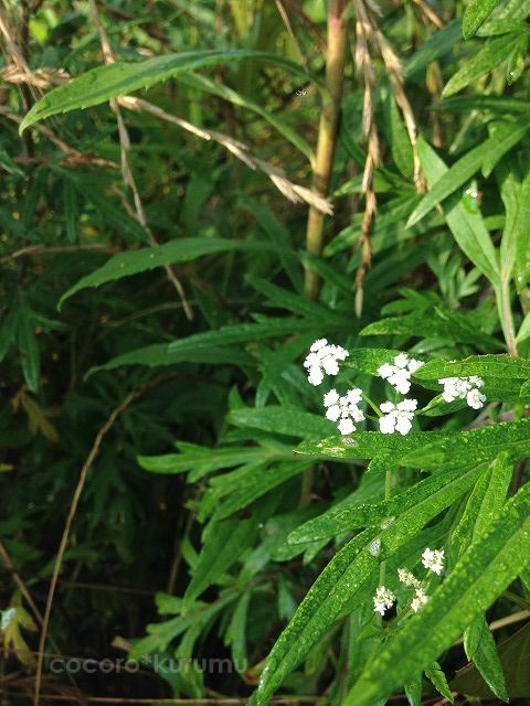 白の花火みたいな雑草