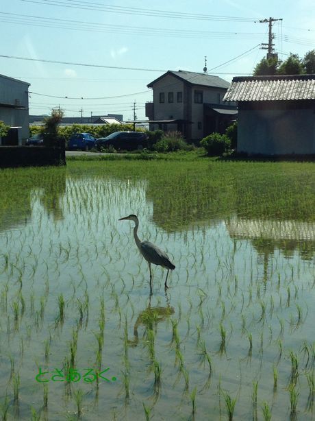 サギ