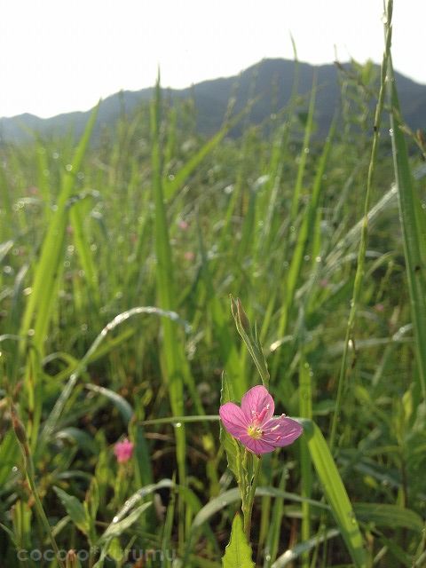 ピンクの雑草