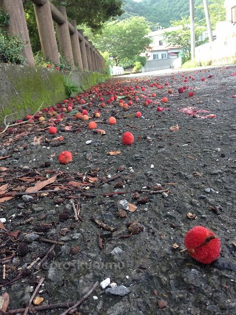 旬のやまももたち
