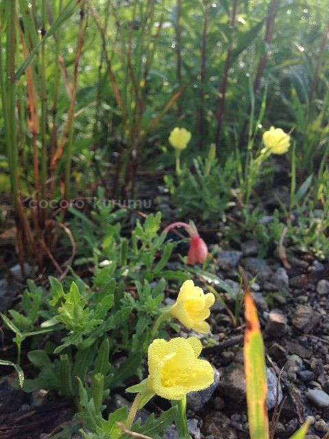 黄色の雑草