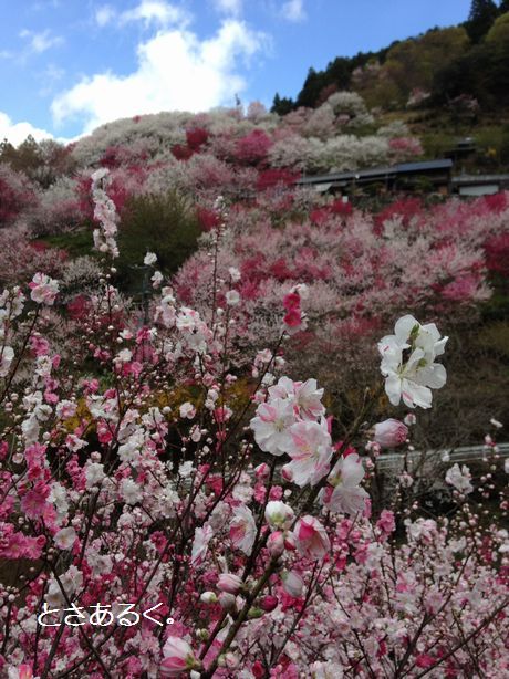 満開の花桃