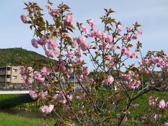 ボタン桜