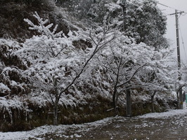 雪の花