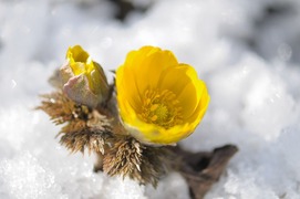 雪と福寿草