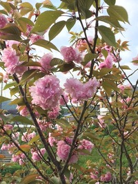 ボタン桜