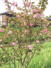 ボタン桜