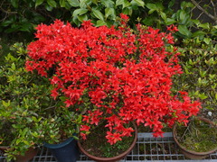 キリシマツツジ