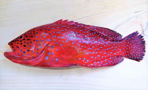 ユカタハタ