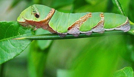 クロアゲハ幼虫