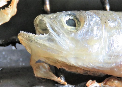 柳葉魚様 柳葉魚は北海道一部河川限定の遡河回遊魚 : 土佐料理 旬の鰹がゆく！