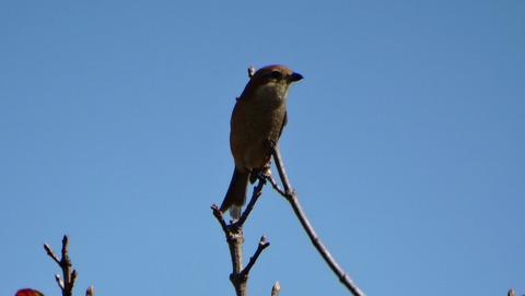 DSC00044