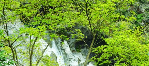 轟の滝・モミジ新緑