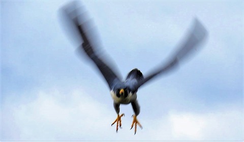 ハヤブサ(確認してください) ハヤブサと私の日 : 土佐料理 旬の鰹がゆく！