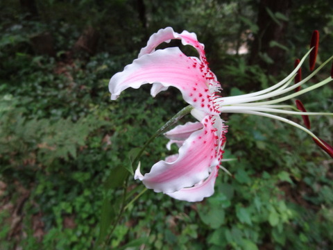 DSC04790