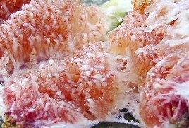 無花果
