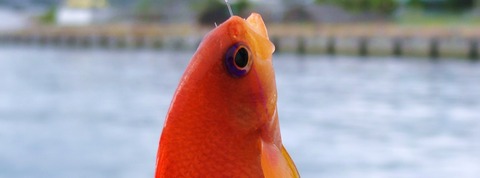 DSC01663