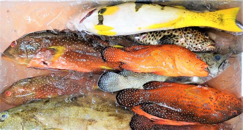 亜熱帯海域のハタ科の魚種たち